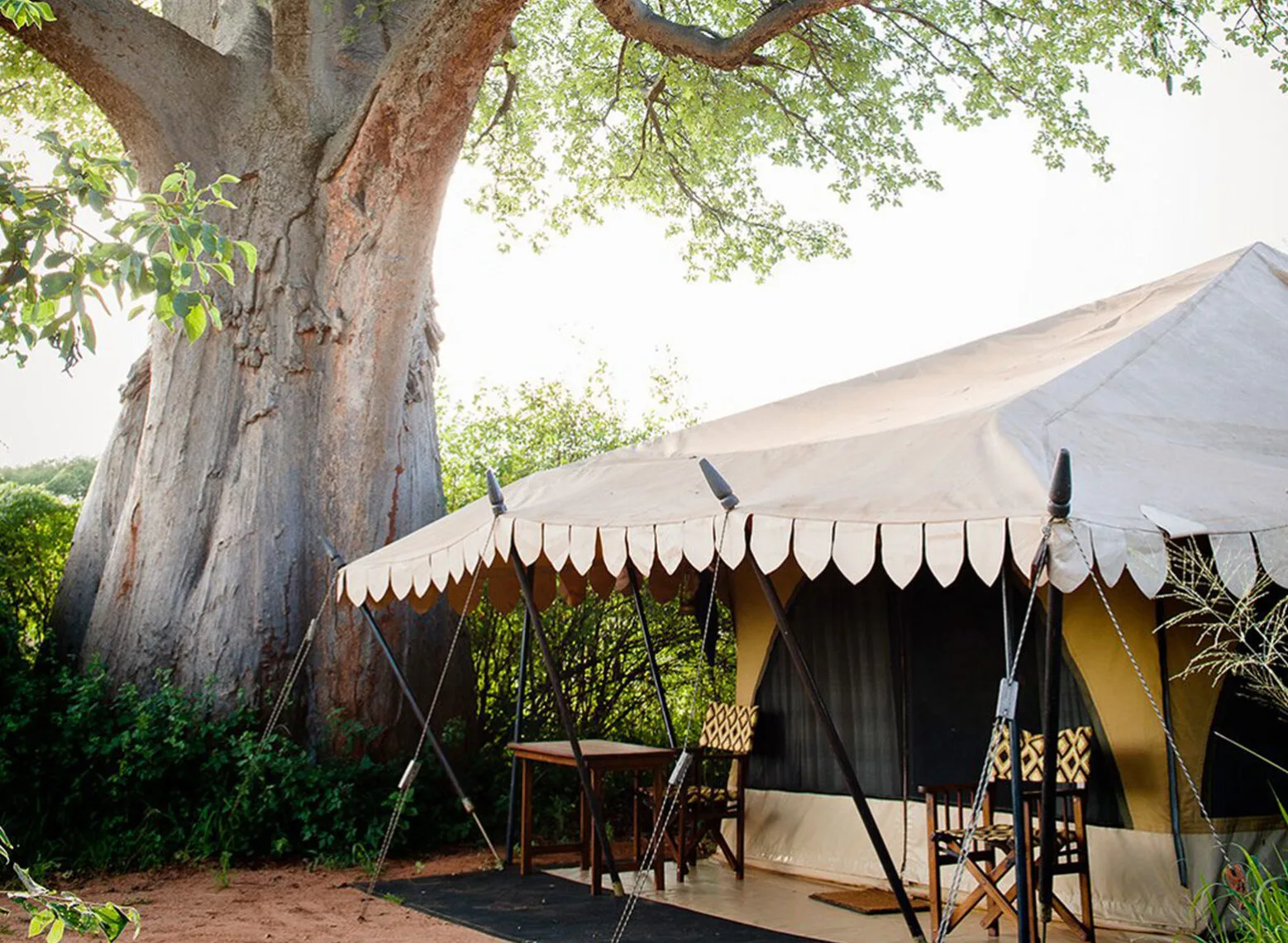 Canvas guest tent beside a large baobab tree at Tarangire Nyumba
