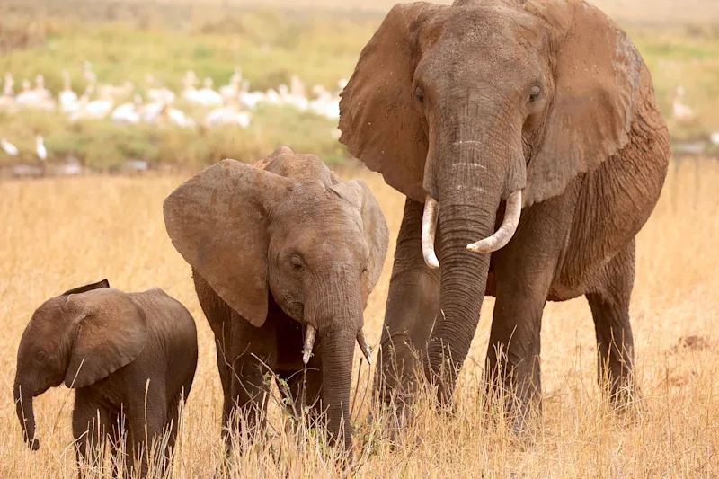 three elephants photographed on safari in tarangire national park in tanzania