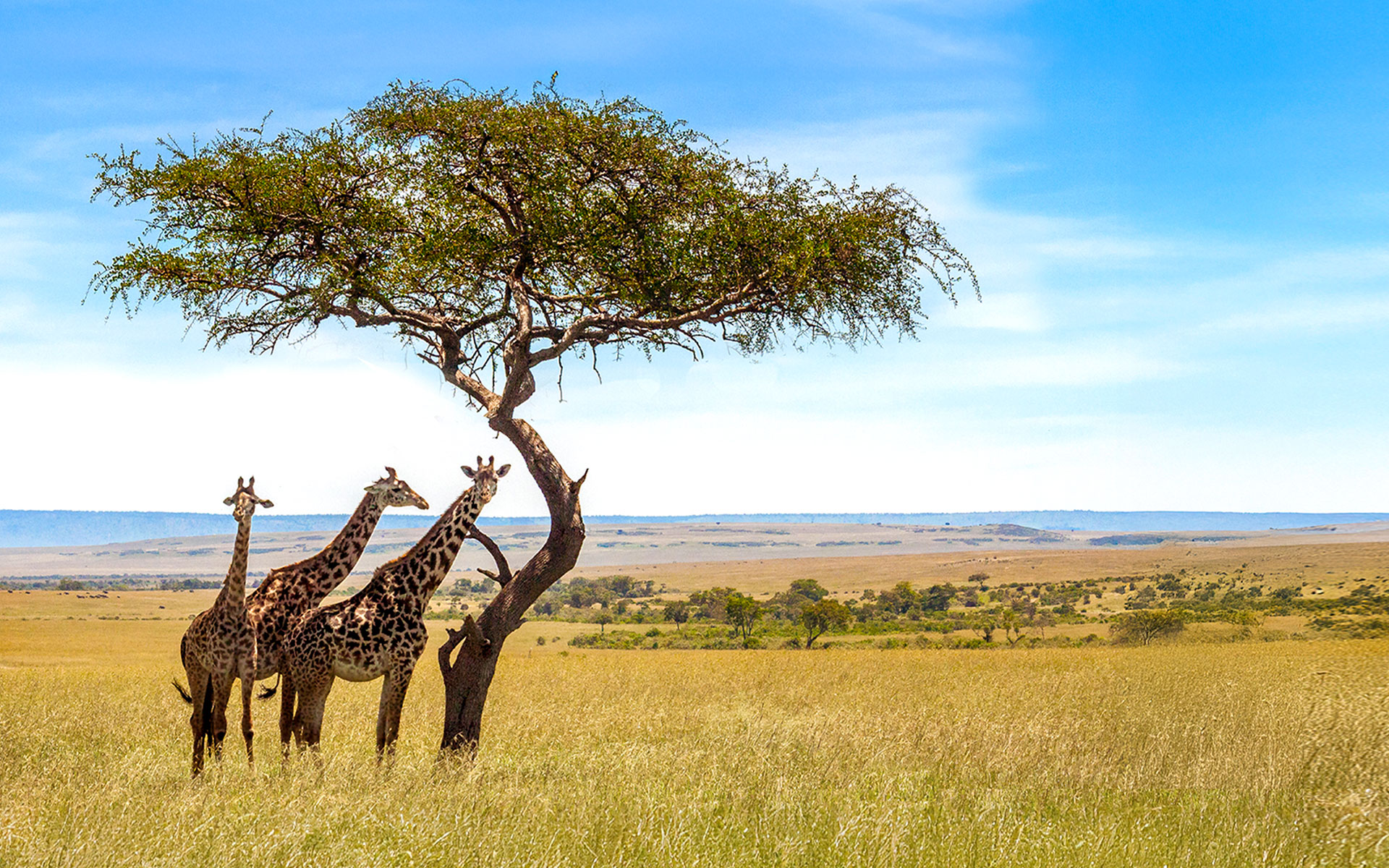 Three giraffes beside an acacia tree on the Serengeti plains