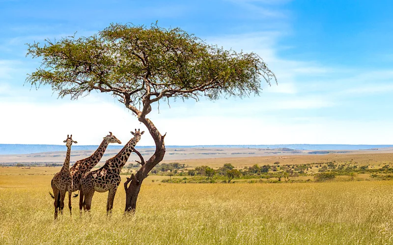 Three giraffes beside an acacia tree on the Serengeti plains