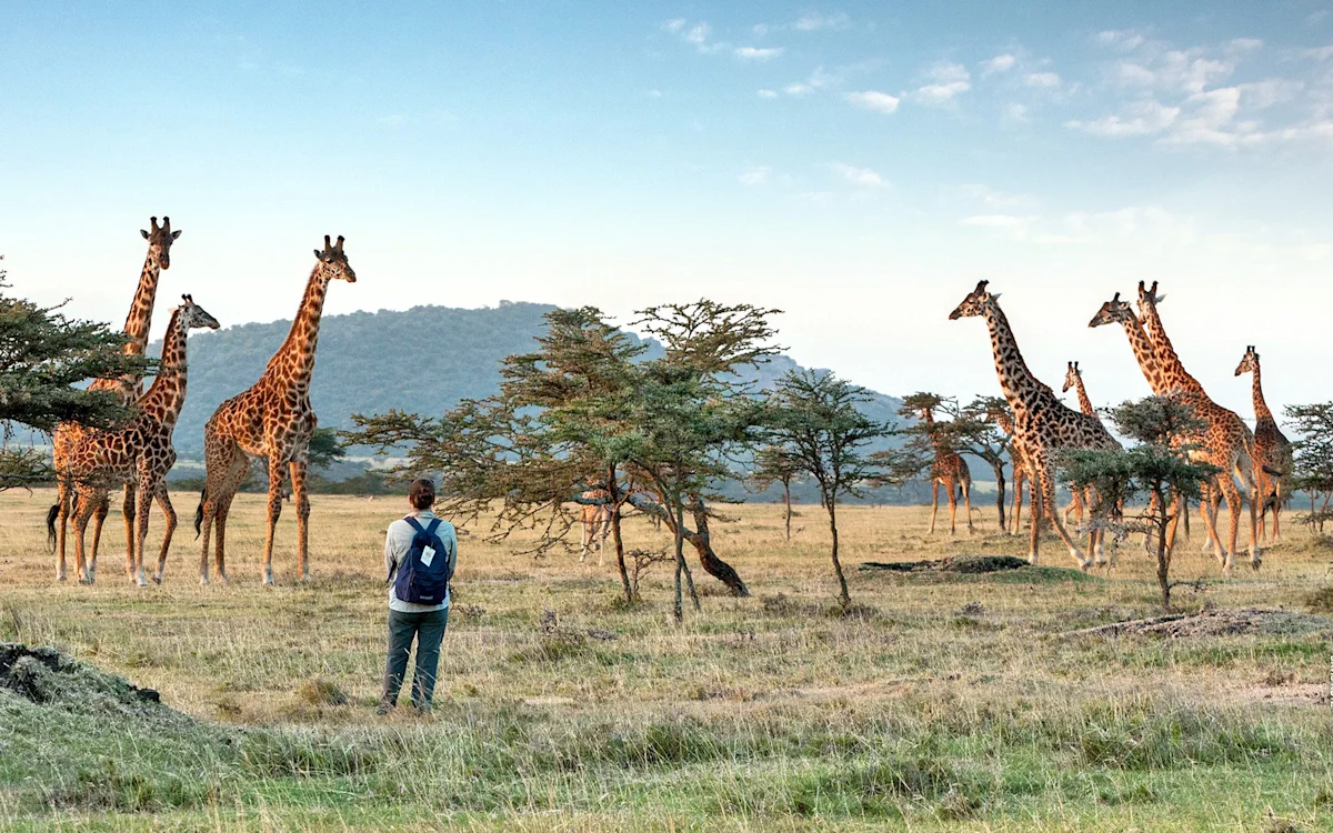 Walking safari guest watching a herd of giraffes in the Eastern Serengeti