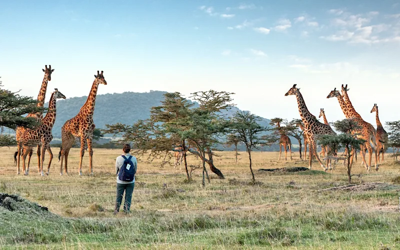 Walking safari guest watching a herd of giraffes in the Eastern Serengeti
