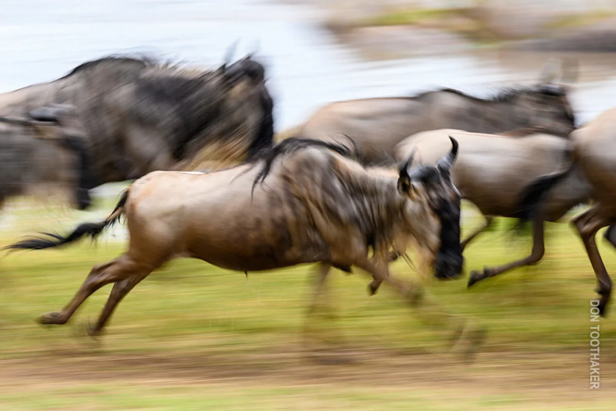 Motion-blurred wildebeest running during the Great Migration