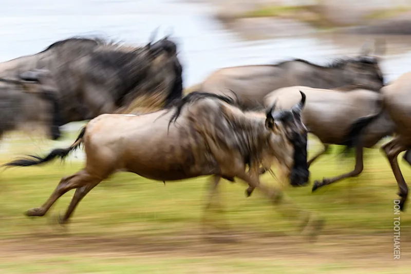Motion-blurred wildebeest running during the Great Migration