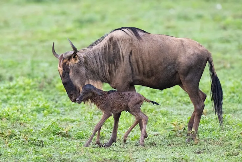 Newborn wildebeest calf standing beside its mother