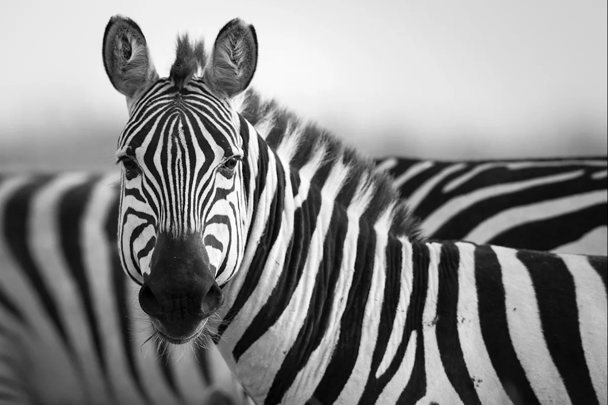 Black-and-white close-up of a zebra looking at the camera