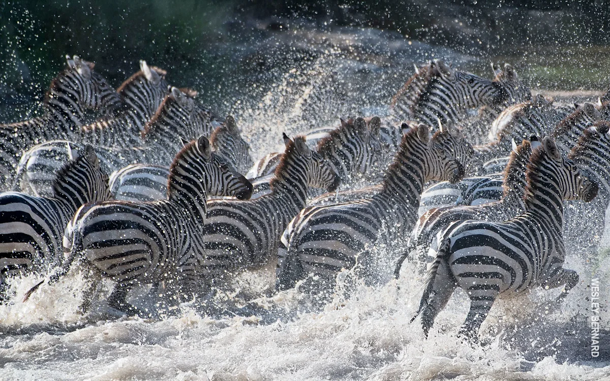 Herd of zebras splashing through a river