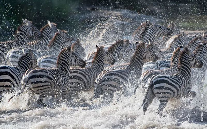 Herd of zebras splashing through a river