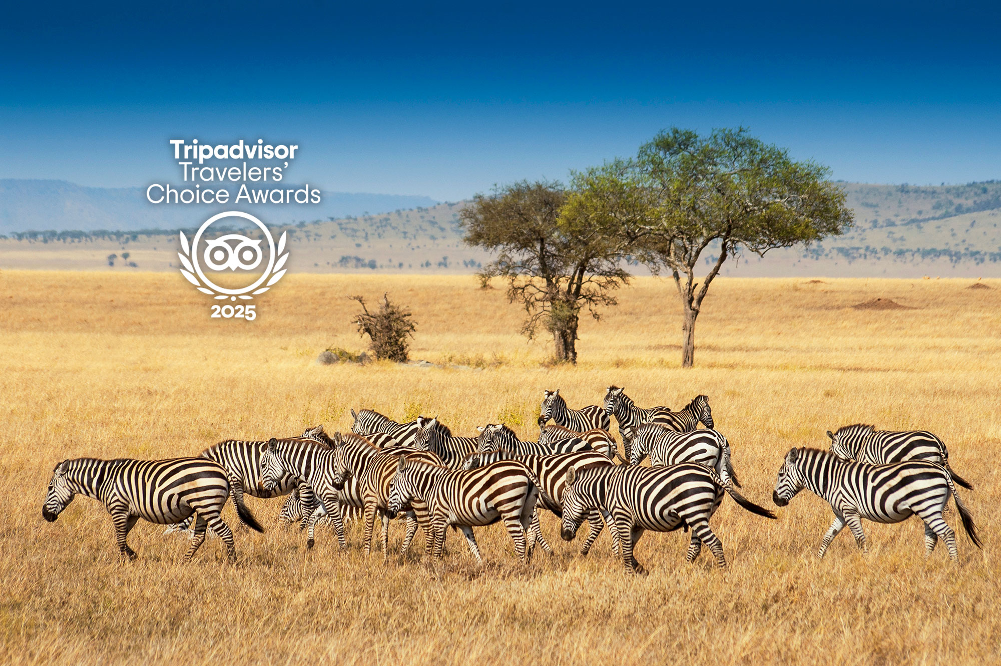 Zebras running across golden Serengeti grassland under the Tripadvisor Travelers' Choice Awards 2025 badge