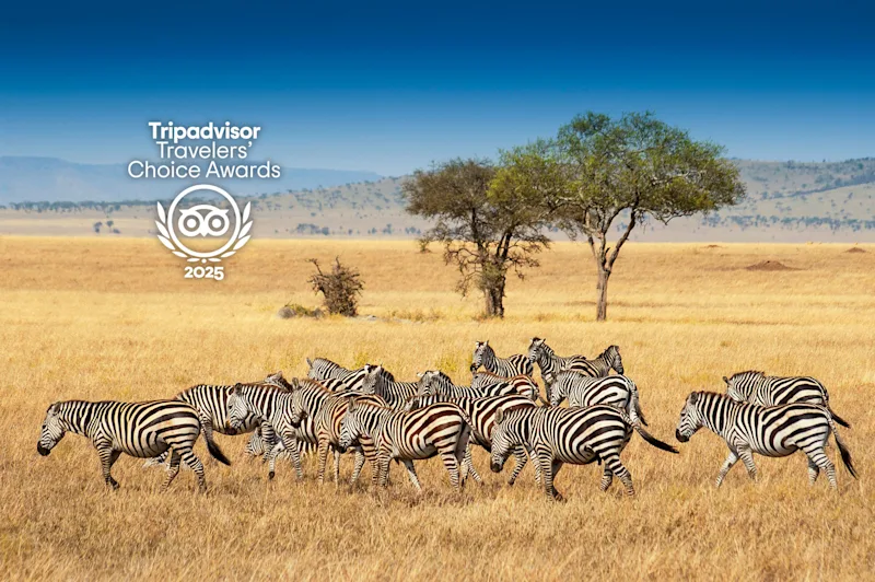 Zebras running across golden Serengeti grassland under the Tripadvisor Travelers' Choice Awards 2025 badge