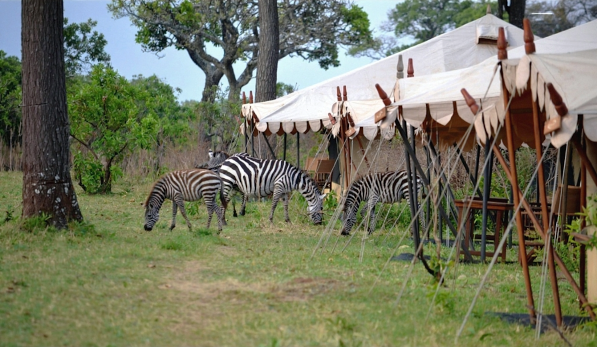 Zebras grazing beside a row of white safari tents at Serengeti Nyumba