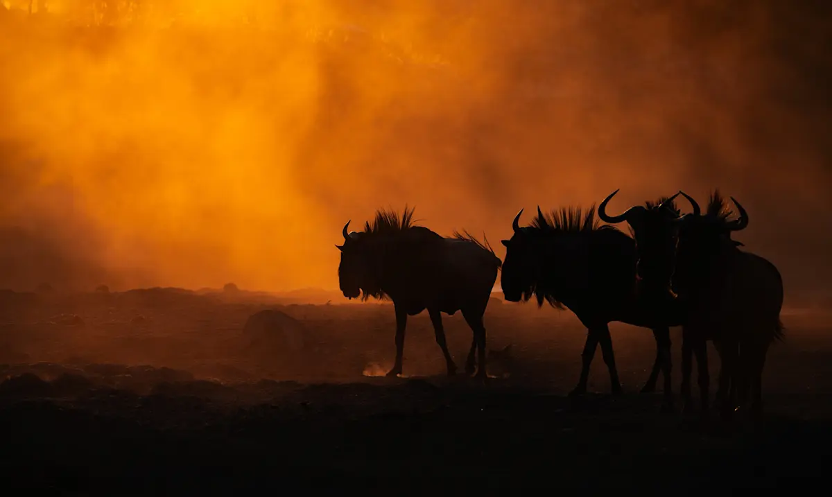 Wildebeest silhouetted against an orange, dust-filled sky in the Serengeti
