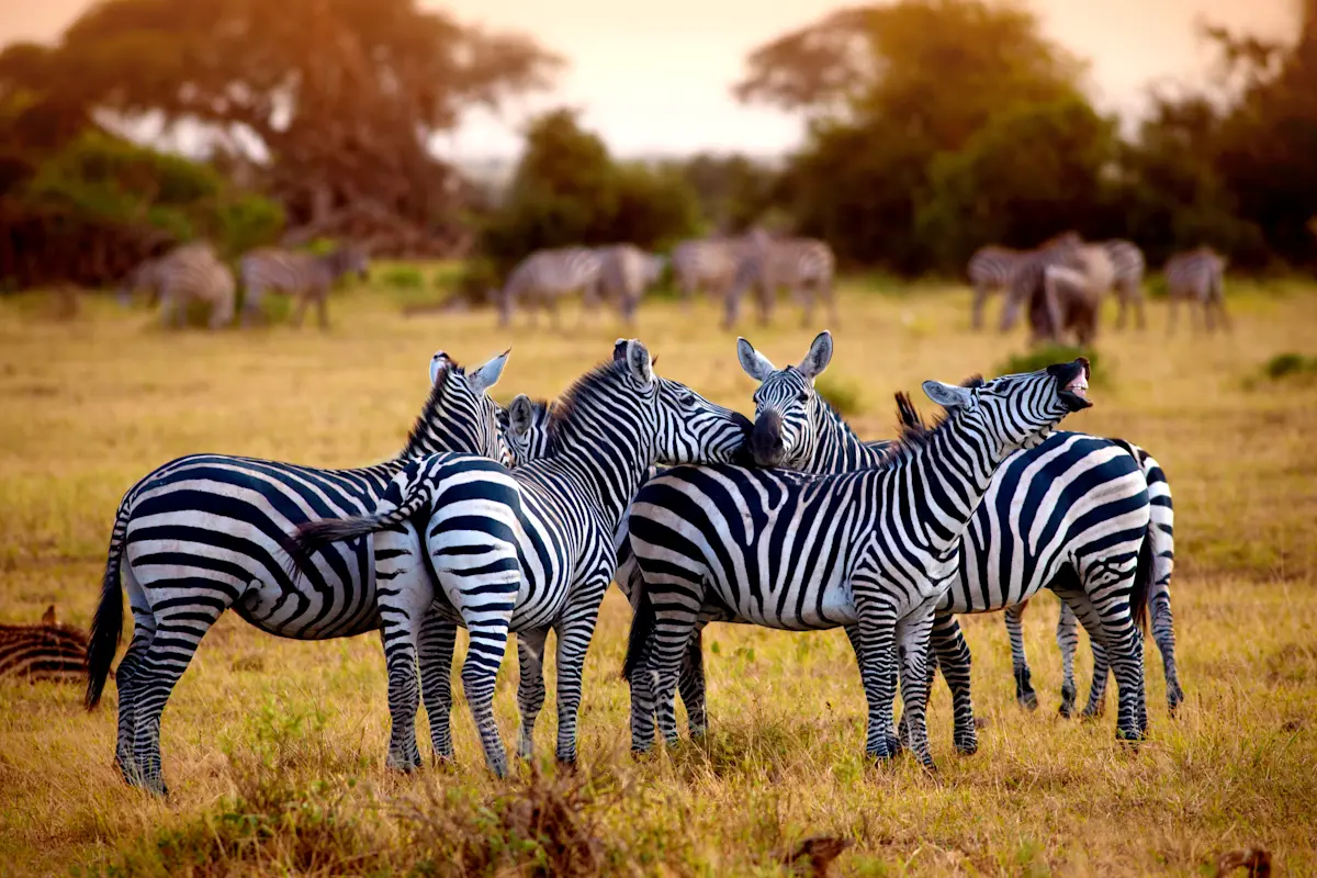 Group of zebras standing close together in golden grass in Nyerere National Park