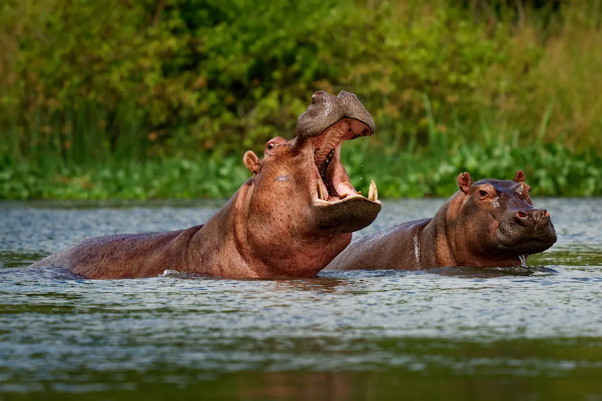 Hippo yawning with its mouth wide open beside another hippo in the river, Ruaha National Park