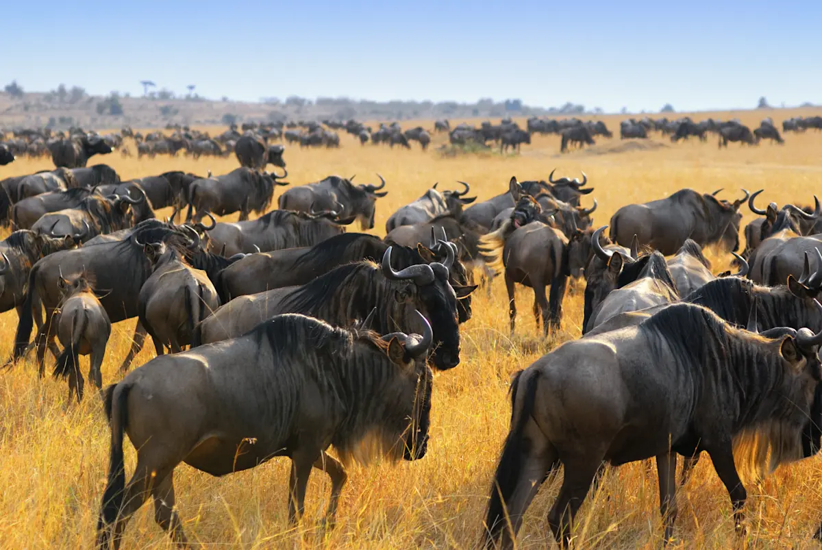 Dense herd of wildebeest grazing on golden grassland