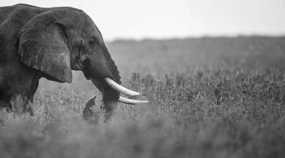 Black-and-white photo of an elephant with long tusks feeding in tall grass