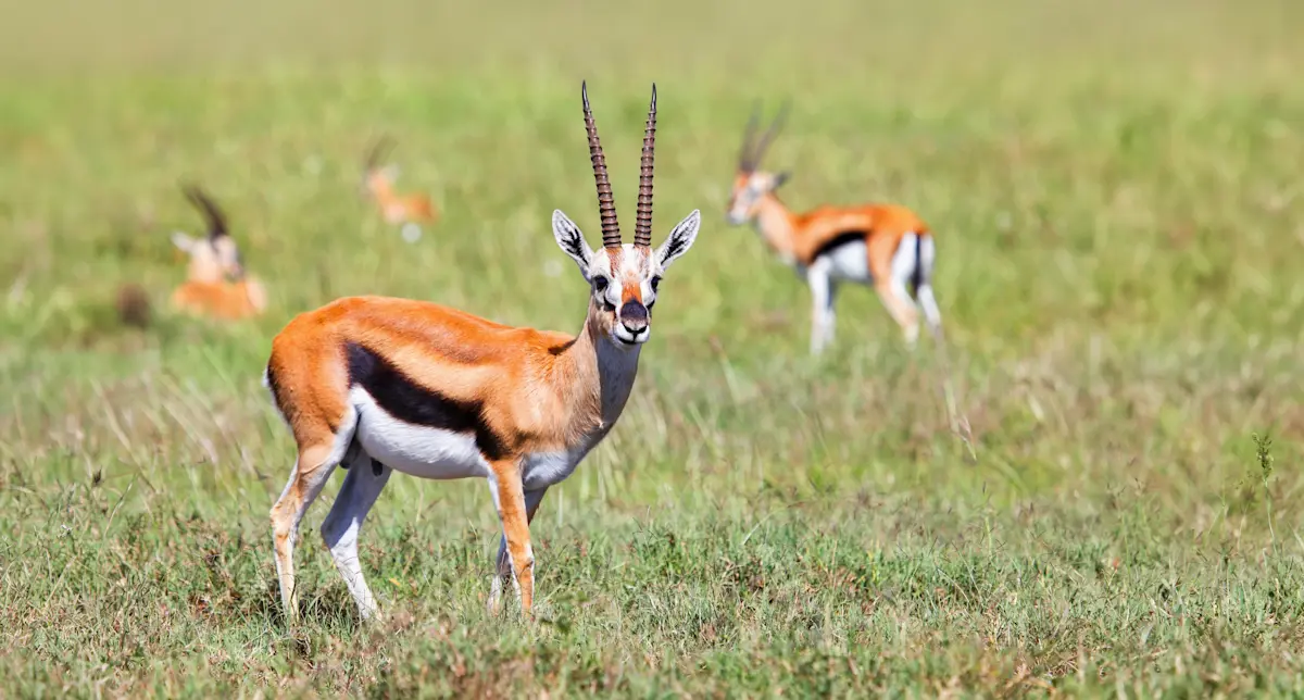 Thomson's gazelle standing in green grass with others behind in the Serengeti