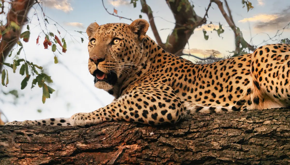 Leopard resting on a tree branch in Ruaha National Park