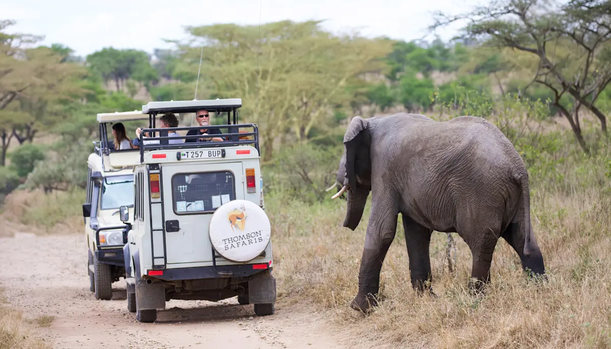 Young elephant walking beside safari vehicles on a dirt road in Nyerere National Park