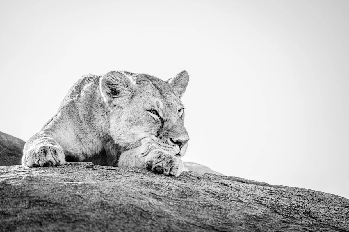 A lioness rests on a smooth granite outcrop with her head lowered onto her front paws, photographed in black and white.
