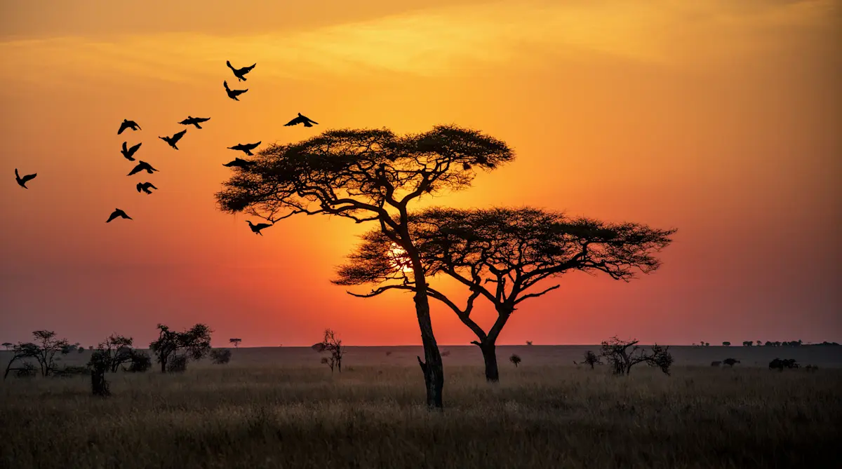Acacia trees and a flock of birds silhouetted against an orange sunset in the Serengeti