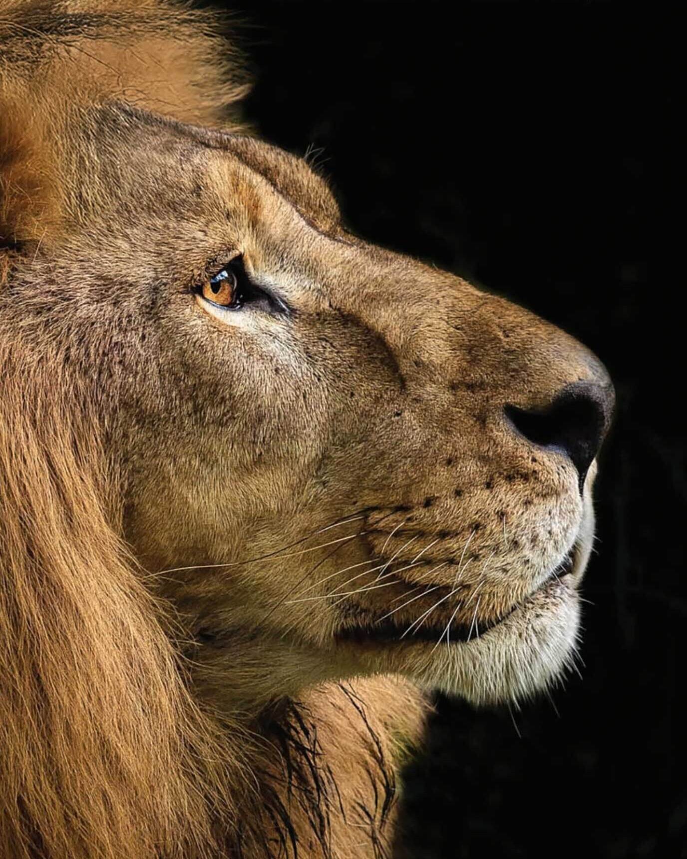 A male lion in profile against a black background.