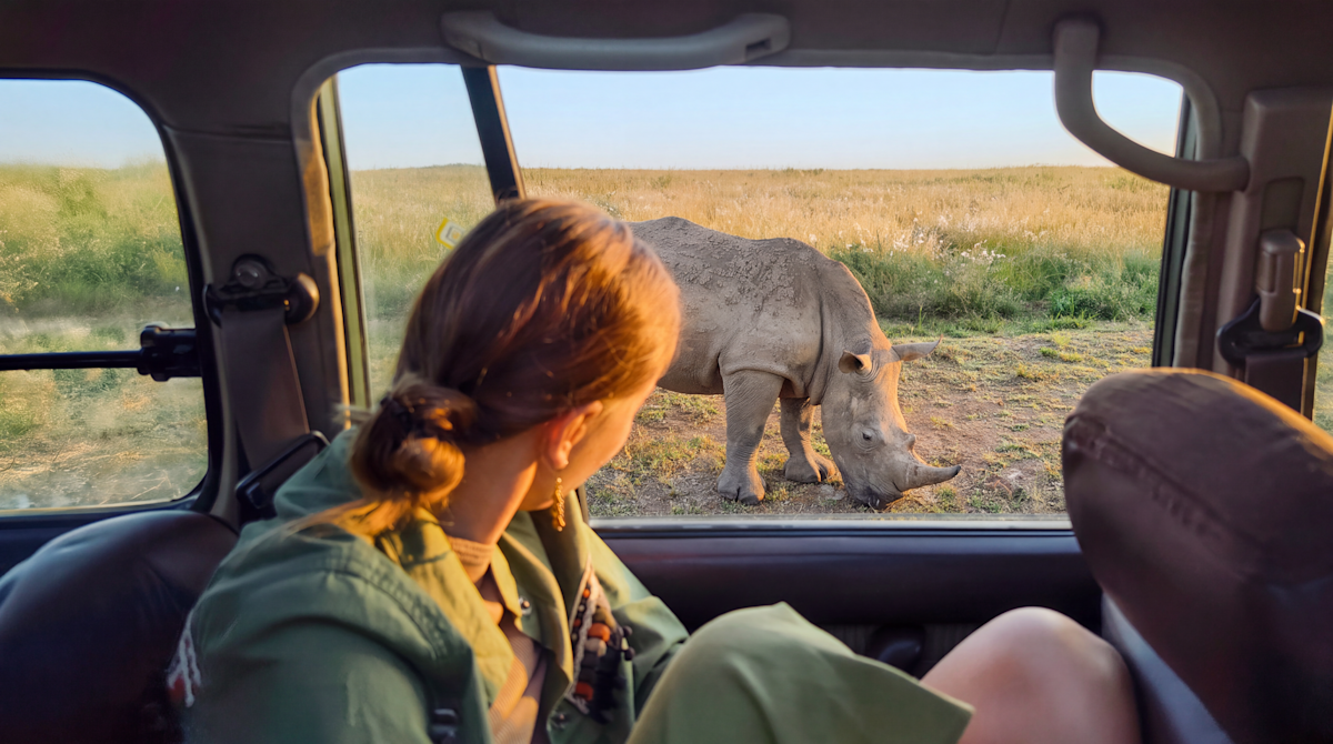 Guest watching a rhino grazing just outside the safari vehicle window, Ngorongoro Crater