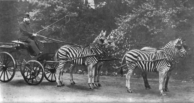 Walter Rothschild driving a carriage pulled by zebras, historical black-and-white photo
