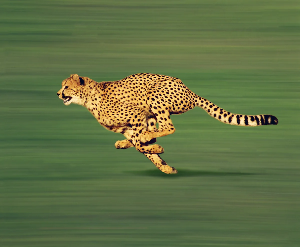 Cheetah sprinting at full stretch over a blurred green background
