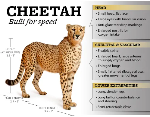 Cheetah anatomy infographic showing the features that make it built for speed