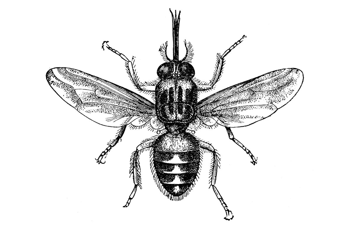 Black-and-white illustration of a tsetse fly
