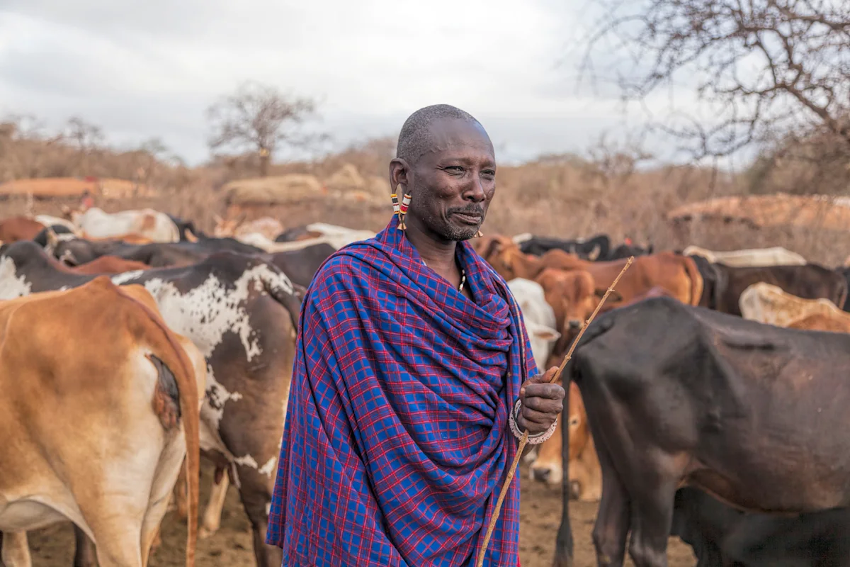 Maasai elder in a blue checked shuka standing among cattle