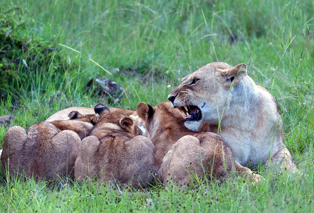 Lioness snarling as her cubs nurse in green grass