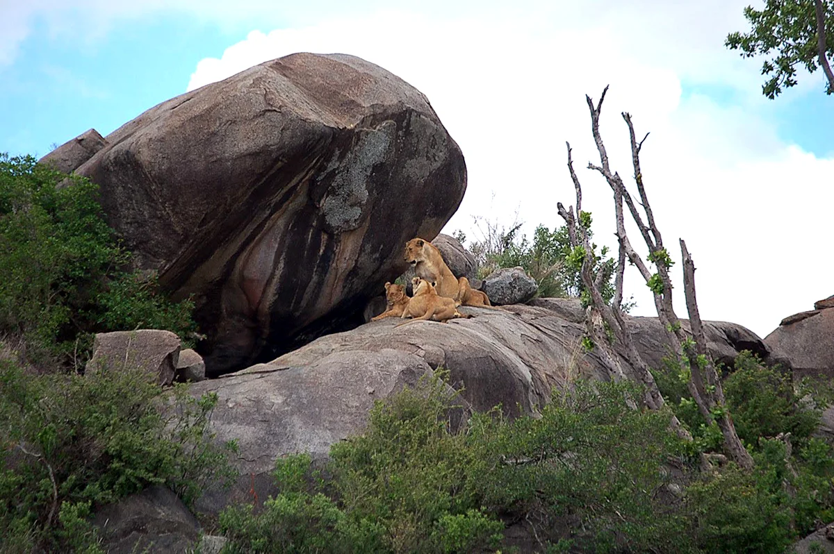 Lion cubs hidden among boulders on a rocky kopje