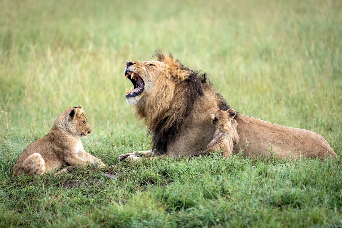 Male lion roaring while lying in grass beside two cubs