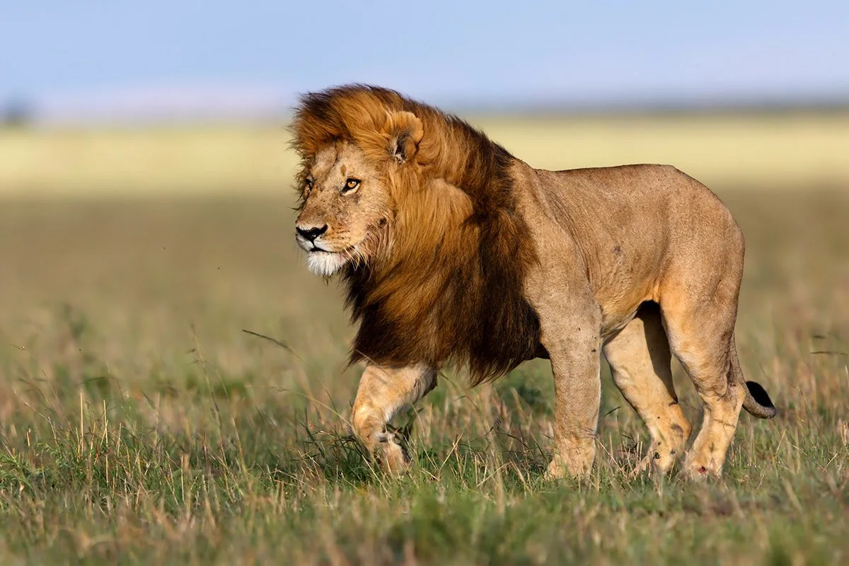 Male lion with a dark mane walking across grassy plains