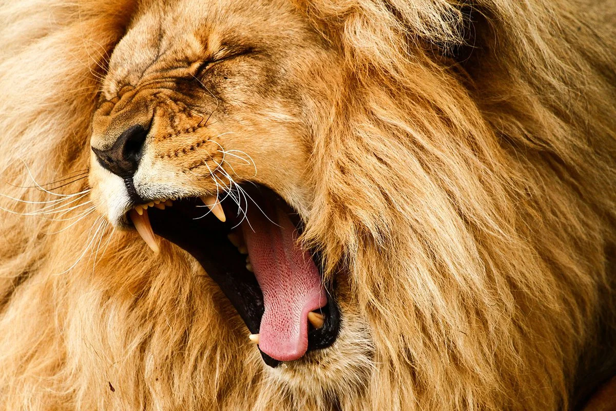 Close-up of a male lion mid-yawn, showing its teeth and tongue