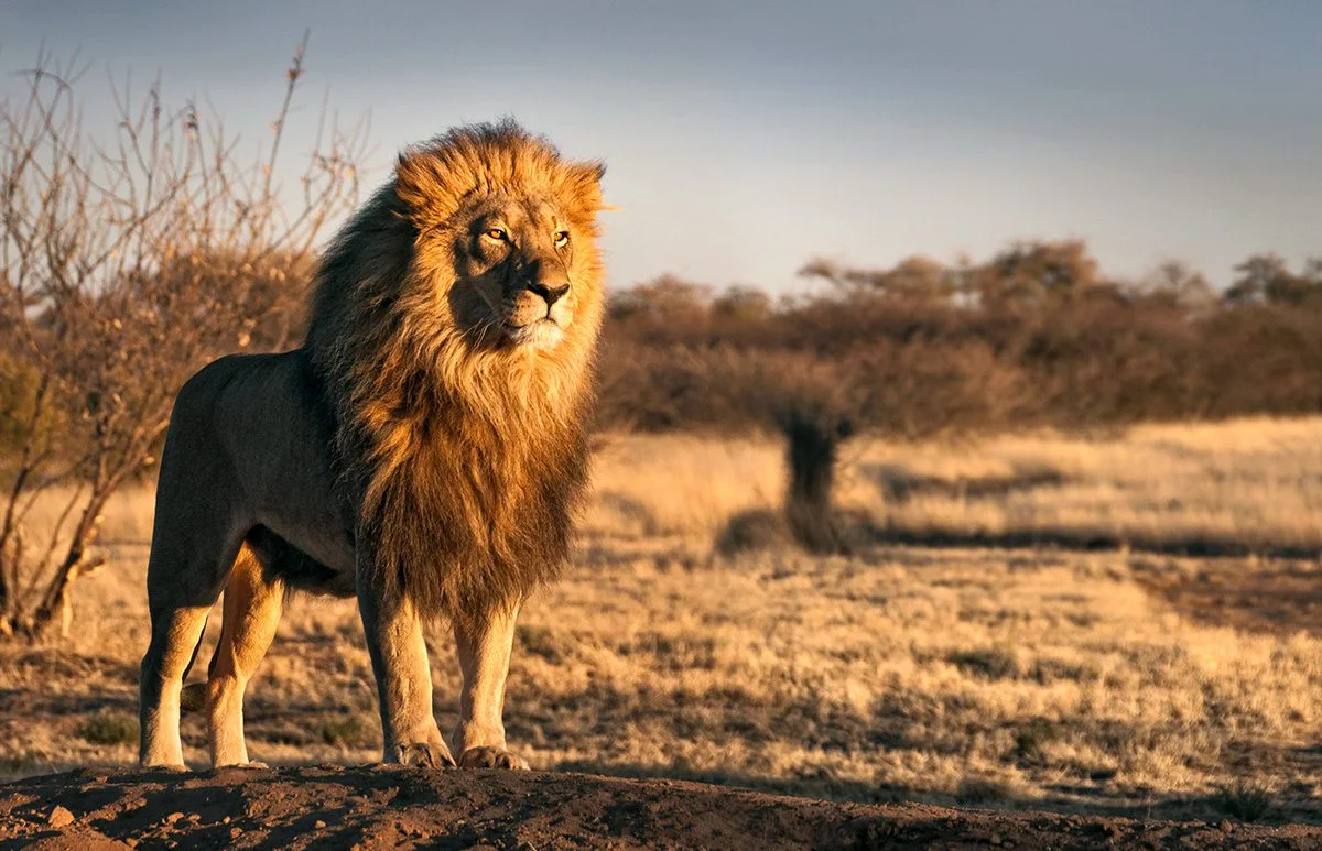 Male lion standing on dry ground with scrub behind