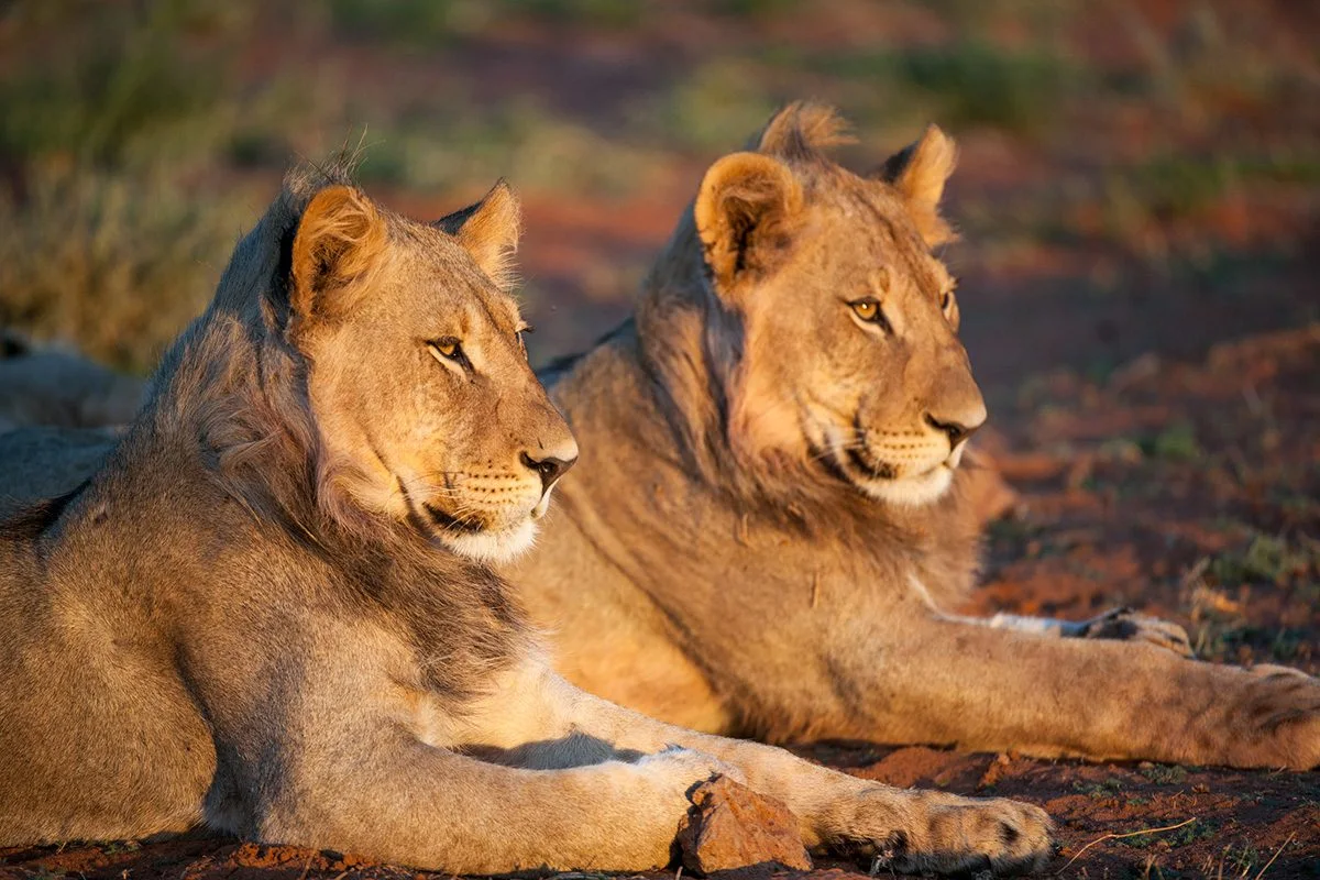 Two young male lions with short manes resting in evening light
