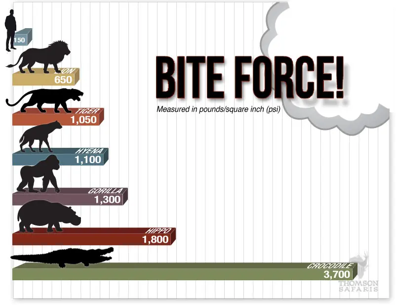 Bite force chart in psi: human 150, lion 650, tiger 1,050, hyena 1,100, gorilla 1,300, hippo 1,800, crocodile 3,700
