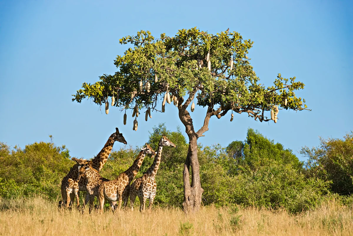 Giraffes browsing beneath a kigelia tree hung with sausage-shaped fruit