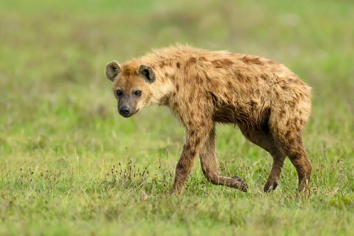 Spotted hyena walking through green grass