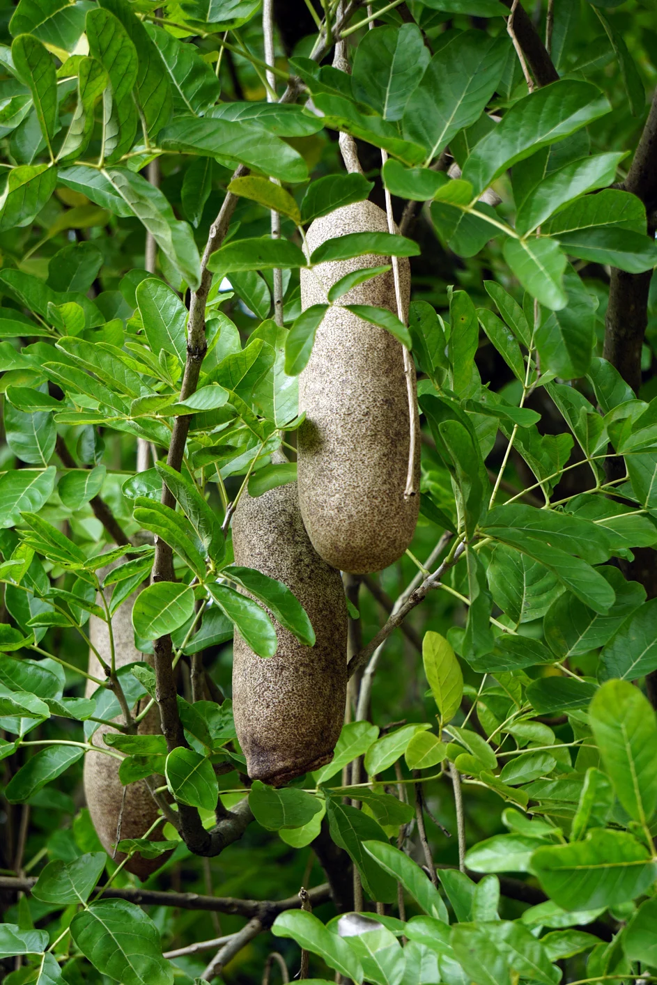 Sausage-shaped kigelia fruit hanging among green leaves