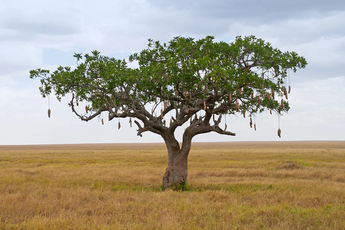 Kigelia sausage tree standing alone on the Serengeti plains