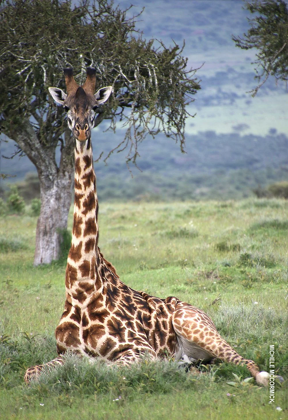Giraffe lying down in grass beneath a tree