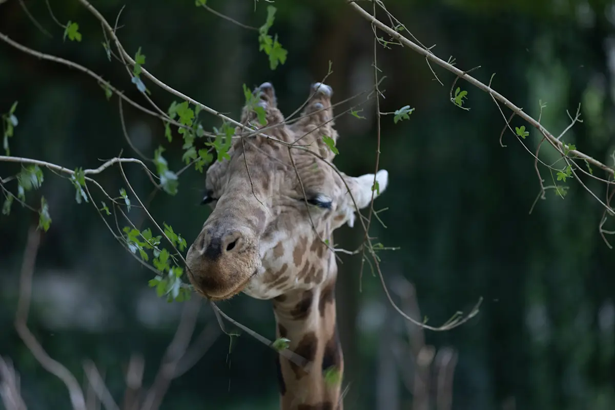 Giraffe with its eyes closed resting its head among tree branches