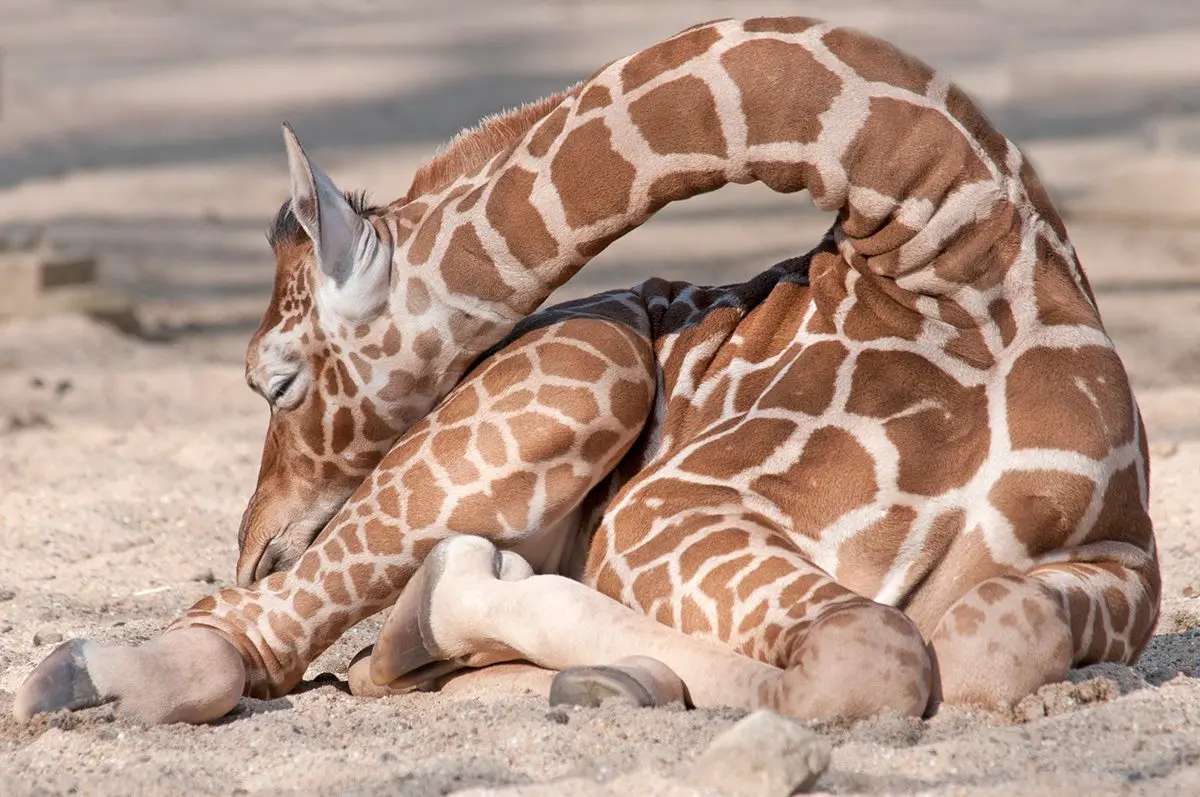 Young giraffe sleeping on the ground with its neck curved back over its body