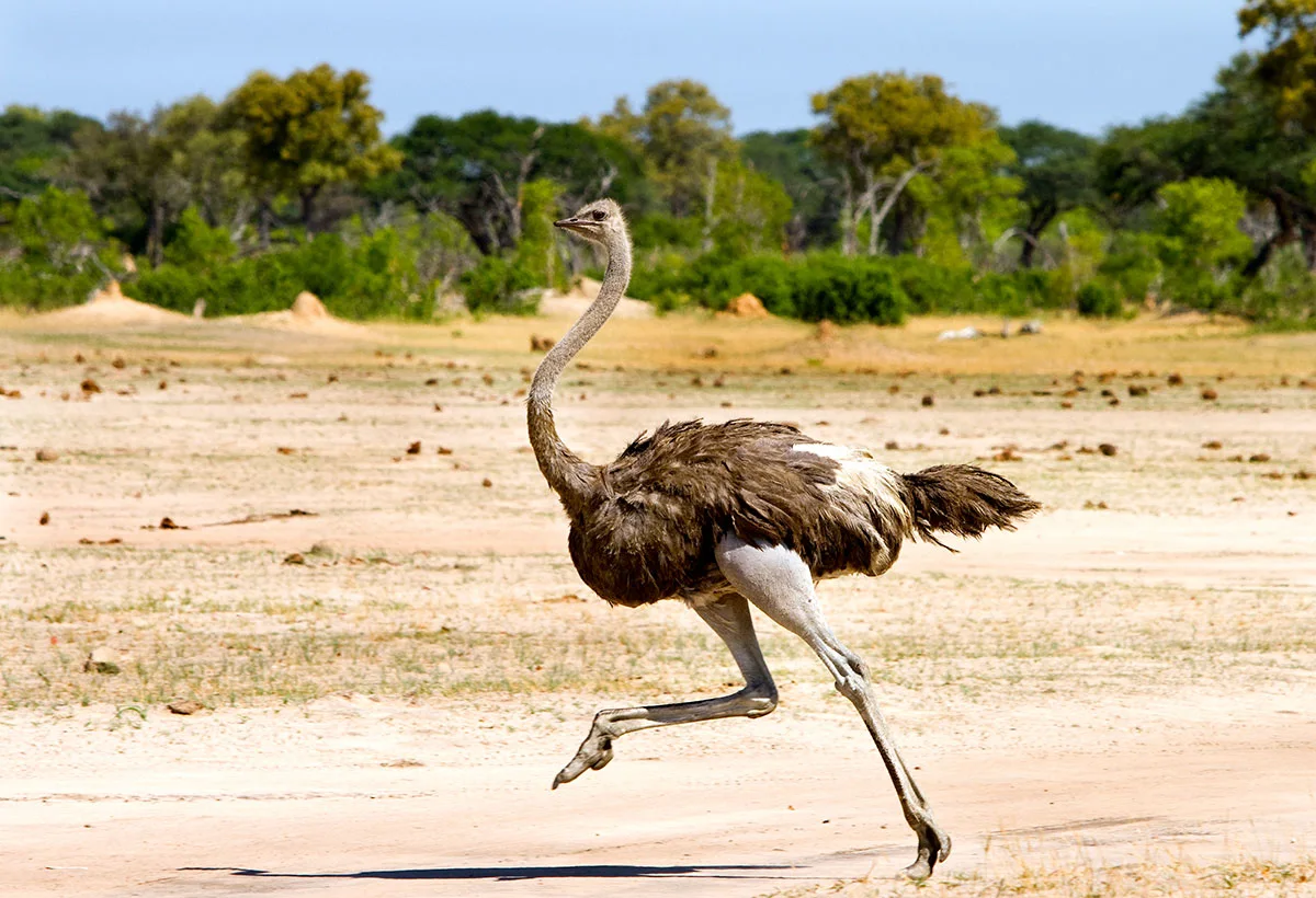 Ostrich running across sandy ground
