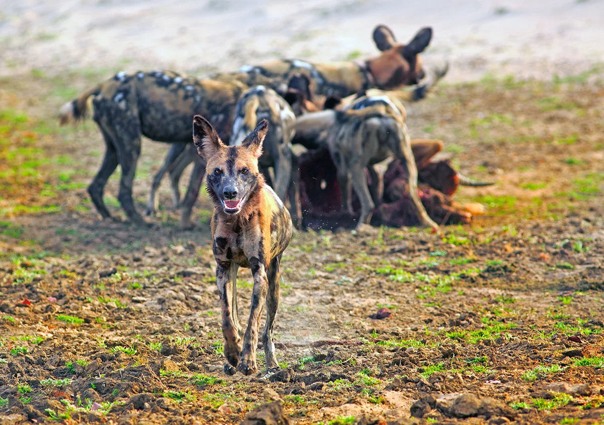 African wild dog trotting toward the camera with its pack at a kill behind
