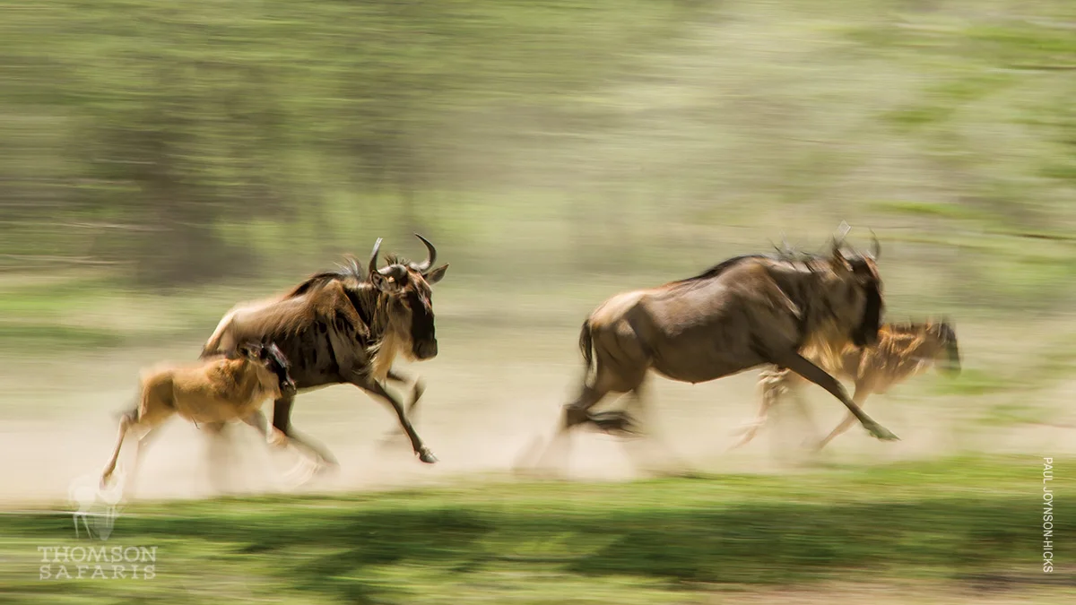 Wildebeest and calves running, blurred by motion